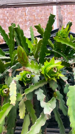 American beauty 🌵🐝 | Pitahaya Pk Pacific