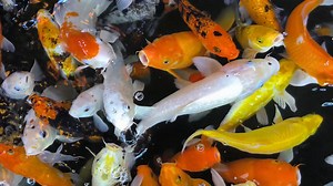 Fish, Koi, Pond, Carp, Water