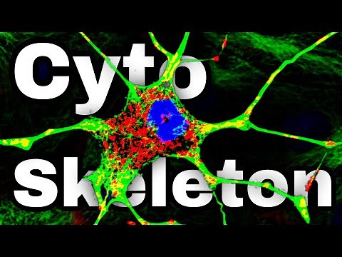 Cytoskeleton Structure and Function (Microtubules and cell movement)