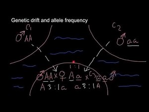 What is genetic drift and how it influence allele frequency