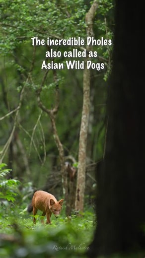 RatnishRajMalhotra on Instagram: "The wild whispers of Karnataka! 🦊 @natgeoindia @natgeo @natgeoasia These incredible dholes (Indian wild dogs) are among nature’s most efficient pack hunters, thriving in the lush landscapes of India 🐢 With only 2,500 dholes left in the wild, every sighting is precious 🐙 These highly social canids play a crucial role in maintaining ecosystem balance! 🦁 Their coordinated hunting keeps the population balance healthy while their presence indicates a thriving for