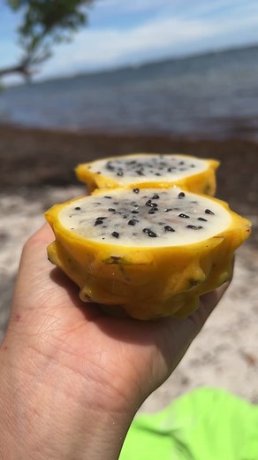 Yellow Dragonfruit: A Fiber-Rich Tropical Fruit for Digestive Health
