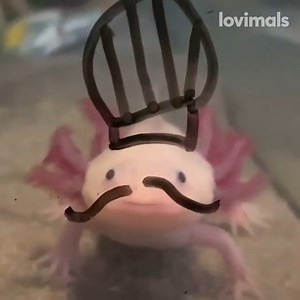 3.6M views · 10K reactions | You won't find axolotls with this much fashion sense anywhere else  | Lovimals | Facebook