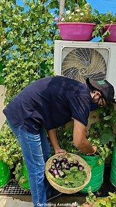 496K views · 5.9K reactions | Today's veggies harvest from terrace garden  #veggie #harvest #garden #organicgardening #terracegarden #gardening #gardeningaasaanhai | Gardening Aasaan Hai | Facebook