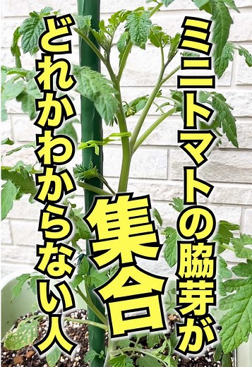 ミニトマトの脇芽の見分け方と育て方