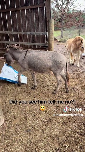 Understanding Donkey Behavior: Why They Shake Their Heads