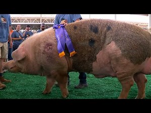 Iowa State Fair: Duke takes the crown as this year's Big Boar