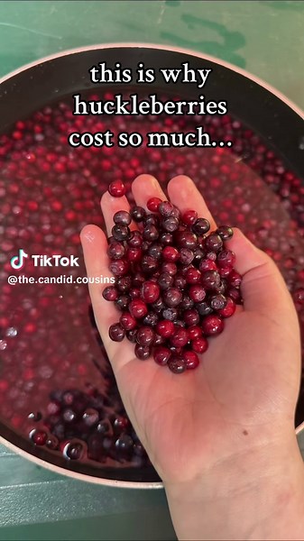 Huckleberries Picking Experience in Northern Idaho