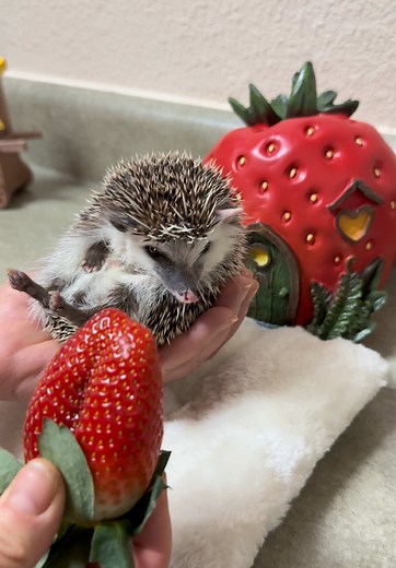 Hedgehog Encounters Big Strawberry: A Cute Moment