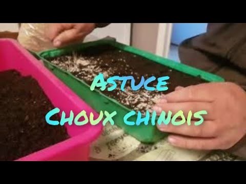 #5: choux chinois du potager de jėjė