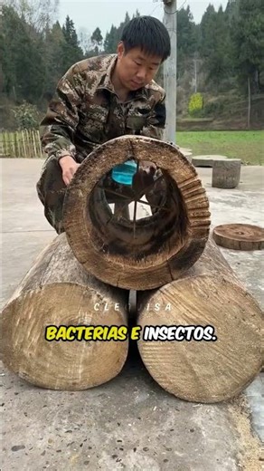 This is how a natural beehive made inside a tree trunk works. #shorts