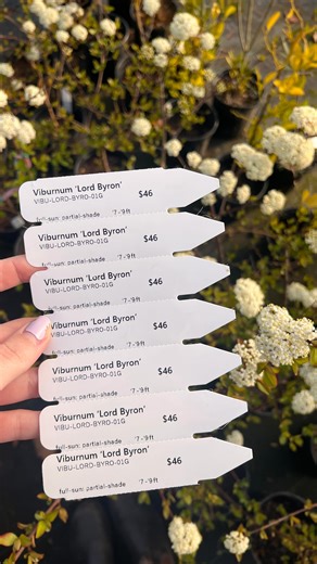 Woodlanders | So admittedly our nursery has some incredible mystery plants floating around. Over four decades of botanical experimentation and... | Instagram