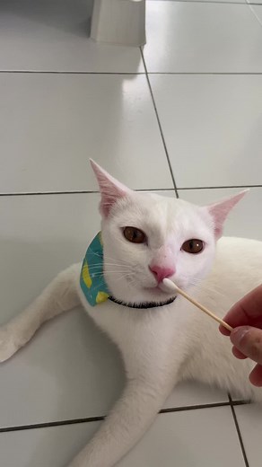 #mayo #mustard to find love♥️ mayo is #simping