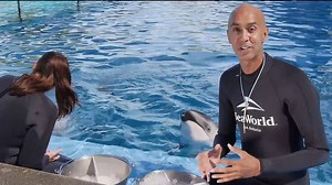 Watch SeaWorld Animal Trainer Chuck Cureau talk about what it’s like to interact and care for dolphins every day! Have a question of your own? Learn more at AskSeaWorld.com | SeaWorld