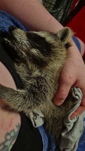 Rocket Raccoon Is Too Cute To Put Down - I really need to feed his sisters though 😆