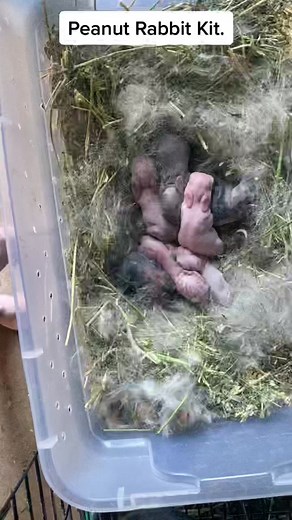 Understanding Peanut Rabbit Kits: A Mini Rex Kit Comparison