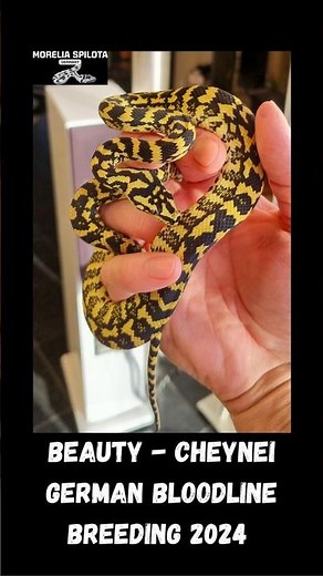 Morelia Spilota Cheynei German Bloodline Breeding 2024 #teppichpython