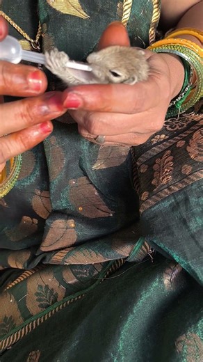 Anil kutty Rescued/ feeding time #shorts #shortsviral