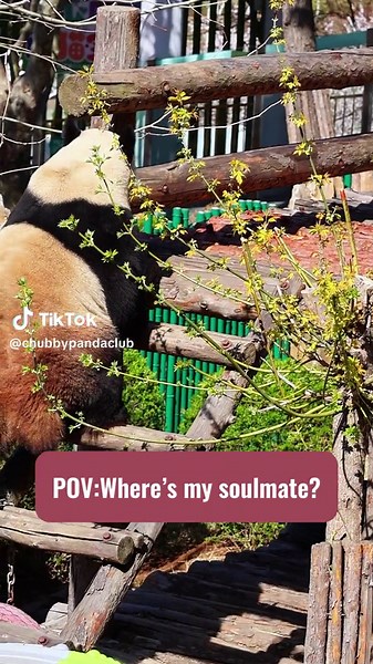 Jinhu(金虎) is lately pondering the puzzle of his own love life. 🐼💔 Every year from March to May is the panda mating season. In the wild, female pandas attract nearby male pandas during this season by calling out and using the special scent of their markings to bring them together in one place. #panda #adorable #emergency