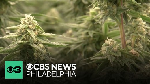 Bill in Delaware would ease penalties for public marijuana use