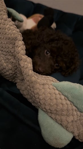 Gray’s Poodles on Reels