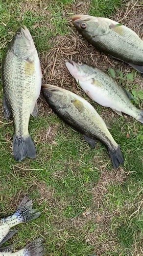 2nd Trip - Kickapoo Pond Fishing🎣🌲🪶🌲🎣