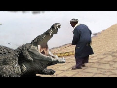 Crocodile Feeder Eaten by Crocodiles