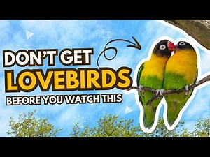 Should You Get a Pet Lovebird? 🦜💚