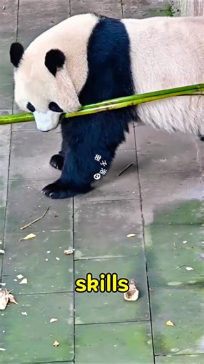 Smart Panda Parking Trick 🐼 Bamboo Skills Like a Pro#shorts