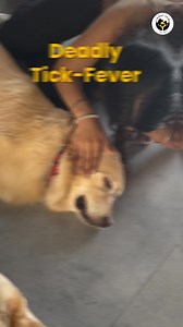 No more scratching! Tick Free Combo repels ticks and fleas the Ayurvedic way for a stress-free, happy pup. 🌱 | Fur Ball Storyᵀᴹ