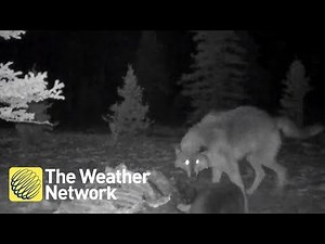 Awesome footage of wolverine and wolf fighting over dinner in National Park