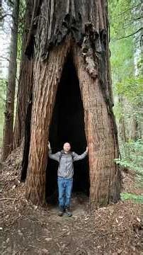 Northern California Redwoods, Coastlines & Live Edge Wood Slabs | Sonoma County Life