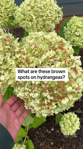 What Are These Brown Spots on Hydrangeas?