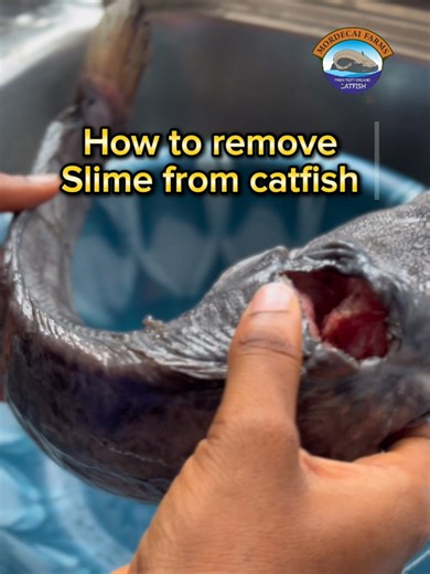 How to Properly Clean Catfish for Better Taste