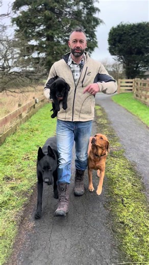 Puppy training. Labrador puppy. #dogtrainer #dogtraining #gundogs