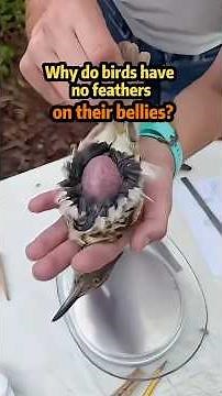 Why do birds have no feathers on their bellies?