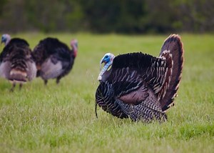 What’s the Word for Turkey in Turkish?