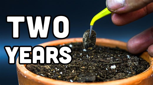 I grew a cactus from seed for 2 years (time-lapse)