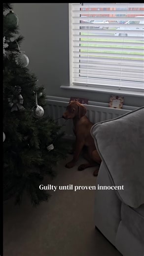 Funny Dogs Caught in the Act