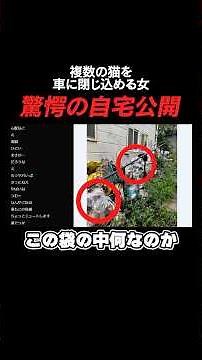 もうすぐ逮捕か？ゴミ屋敷で猫を100匹以上飼っている老婆がヤバすぎた…