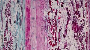 The study of plant tissues under the microscope in the laboratory.