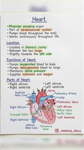 Heart and their parts with functions ❤️