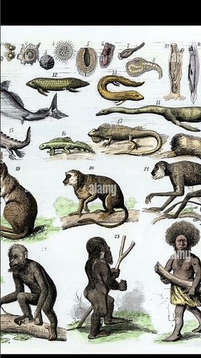 The Darwin's theory vs religions