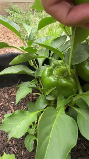 3 capsicum( pepers) growing in grow bag