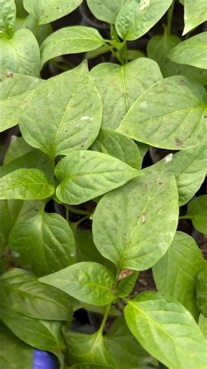 #826 Capsicum annuum | Solanaceae | Bell Pepper | Sweet Pepper | Chili Pepper | Rocoto Pepper Piiman
