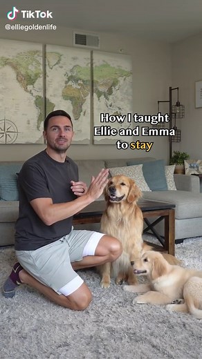 Three steps to teaching stay #goldenretrieverlife #dogtraining