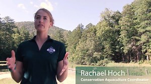 Biologists at our Marion State Fish Hatchery focus on captive propagation and holding of freshwater mussels and other aquatic species in an effort to bolster wild populations. In this video, Conservation Aquaculture Coordinator Rachael Hoch gives you a tour of the Marion Hatchery and a look at some of North Carolina's freshwater mussel species. | NC Wildlife Resources Commission