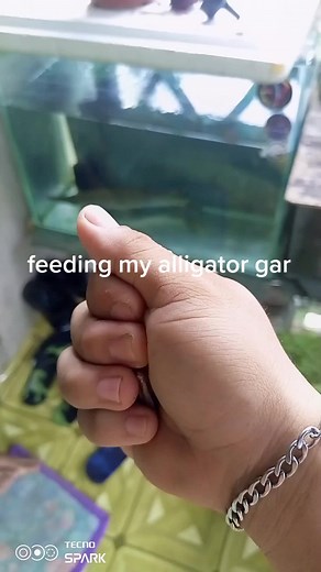 #fyp #foryoupage #alligatorgarfish #alligatorgar #alligatorgaroftiktok #alligatorgarfeeding #alligatorgarkeepers