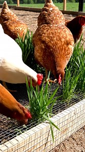 Nice creative chickens eating grass. | Click Farm