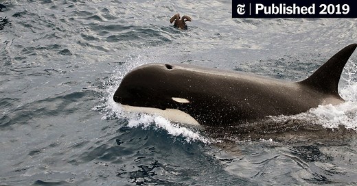 Watch Video of Type D Killer Whales, Rarely Seen by Humans